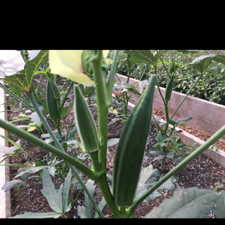 Okra, Mixed Red And Green (1lb)