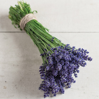 Lavender (1 bunch)