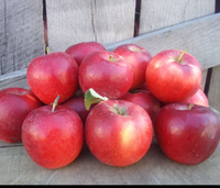 Apples, Crimsoncrisp (half bushel = 20 lbs)