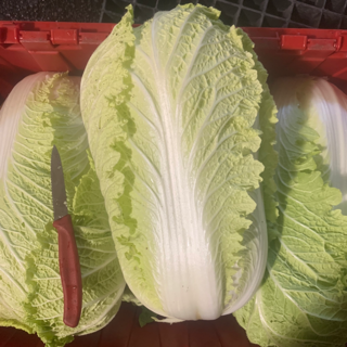 Cabbage (1 head)