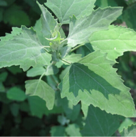 Lambs Quarter, “Wild Spinach” 1/2lb. Bags