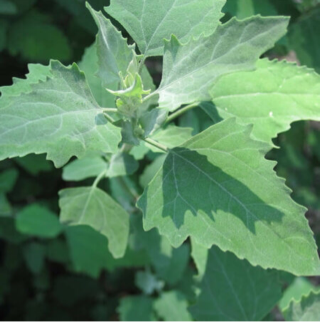 Lambs Quarter, “Wild Spinach” 1/2lb. Bags