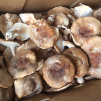 Mushrooms, Shiitake (1 lb)