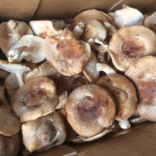 Mushrooms, Shiitake (1 lb)
