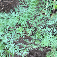 Dill, Fernleaf (1 Bunch)