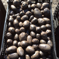 Purple Potatoes (15lb Case)