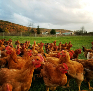 Pastured Chicken, Half Chickens (2 lb)