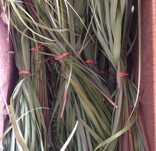 Lemongrass (1 Bunch)