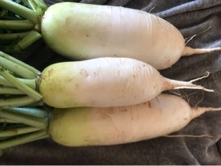 Radish, Daikon, Certified Organic (10 Pounds)