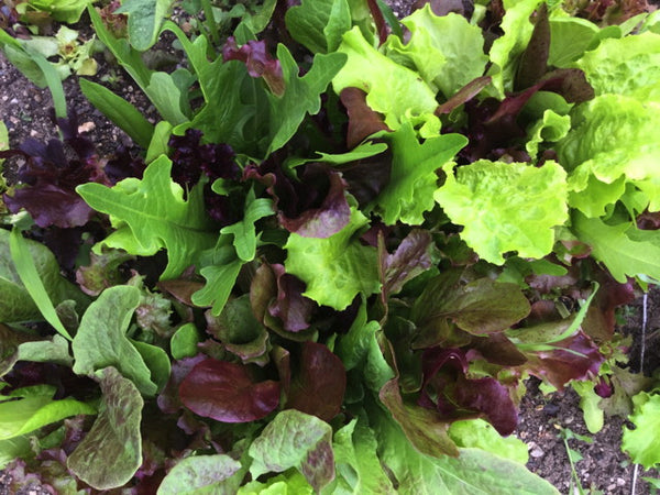 Lettuce Mix (12 Bunches)