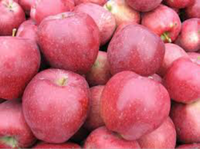 Apples, Red Delicious (40 lbs)