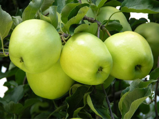 Apples, Ginger Gold (1 bushel = 40 lbs)