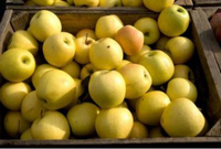 Apples Golden Delicious (1lb)