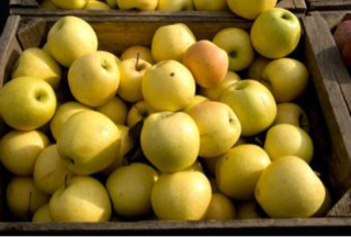 Apples Golden Delicious (1 bushel = 40 lbs)