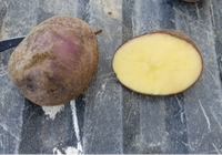 Potato, Organic Huckleberry Gold (1lb)