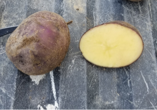 Potato, Organic Huckleberry Gold (1lb)