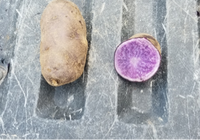 Potato, Adirondack Blue (1lb)