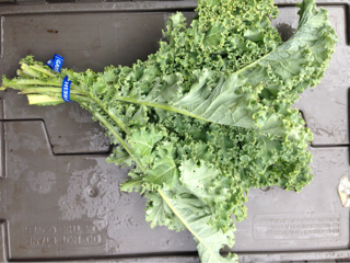 Kale, Curly, Green (1 bunch)